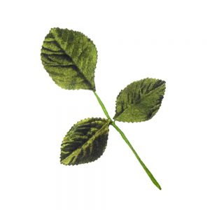 3 FEUILLES VELOURS