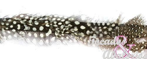 Galon Pluma Guinea 3 CM Galon Pluma Guinea 3 CM