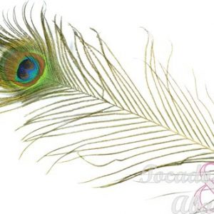 Pluma pavo real 100cm
