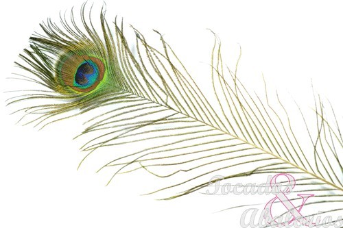 Pluma pavo real 100cm Pluma pavo real 100cm