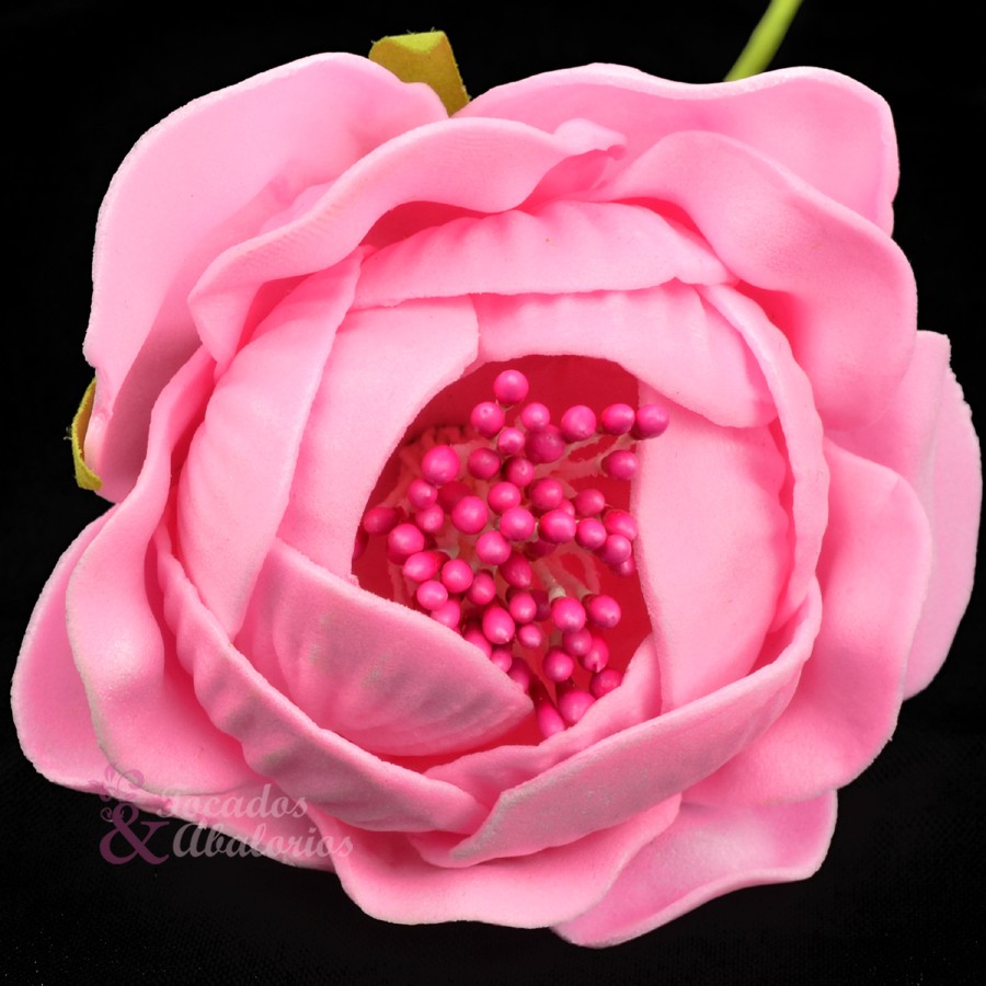 ROSAPOLA 7 cm. ROSAPOLA 7 cm.