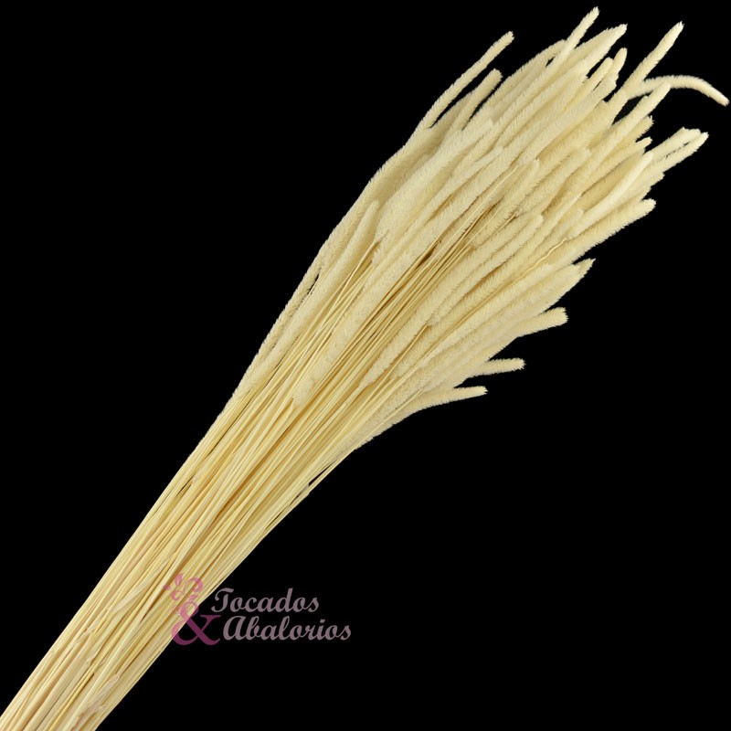 PHLEUM PRESERVADO PHLEUM PRESERVADO