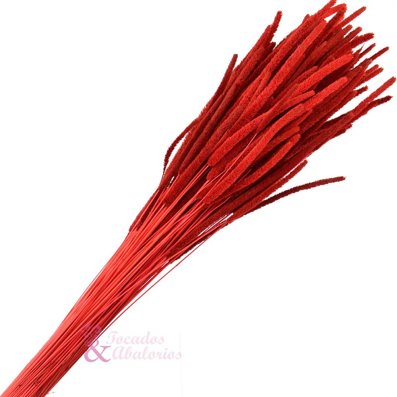 PHLEUM PRESERVADO PHLEUM PRESERVADO