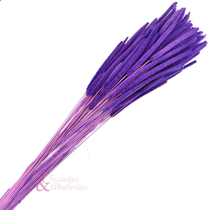 PHLEUM PRESERVADO PHLEUM PRESERVADO