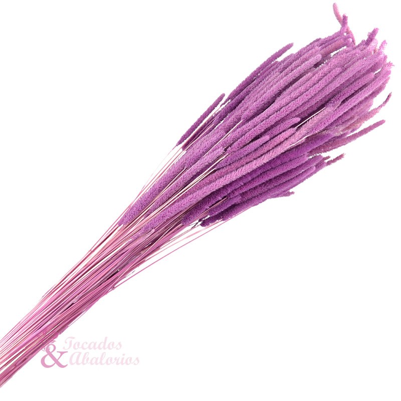 PHLEUM PRESERVADO PHLEUM PRESERVADO
