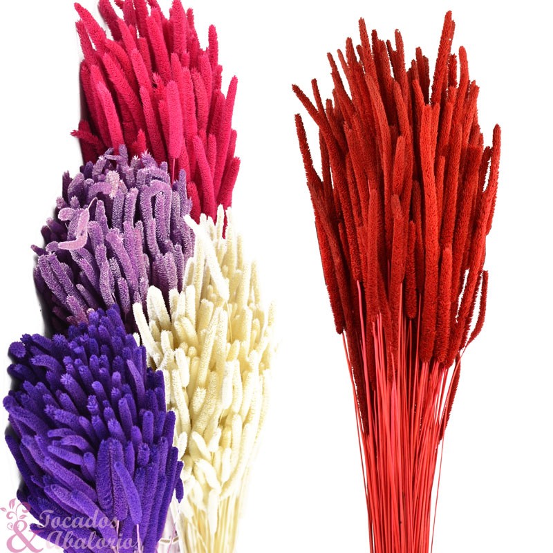 PHLEUM PRESERVADO PHLEUM PRESERVADO