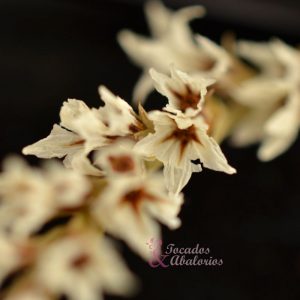 TATARICA PRESERVADA
