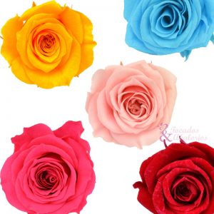 MINI ROSA PRESERVADA