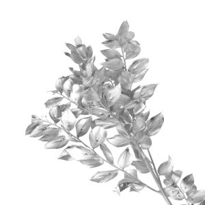 ruscus preservee argent
