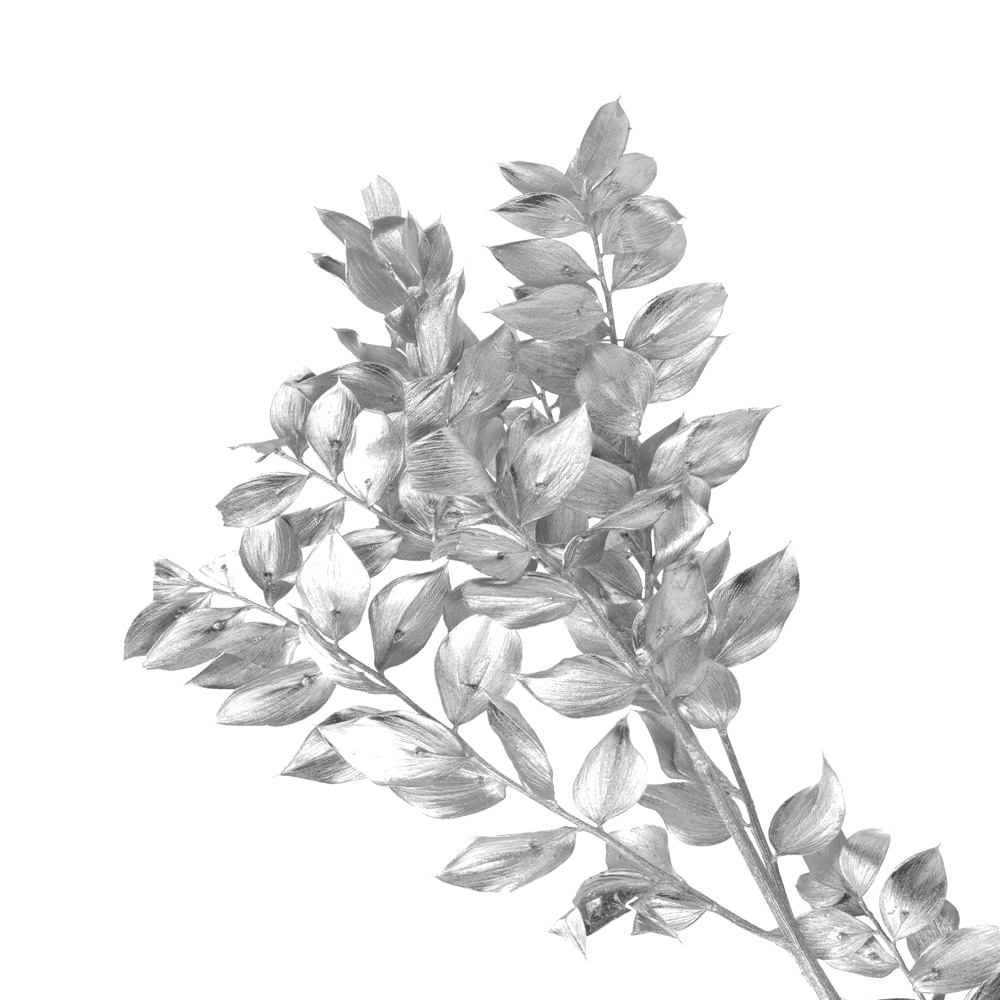 ruscus preservee argent ruscus preservee argent