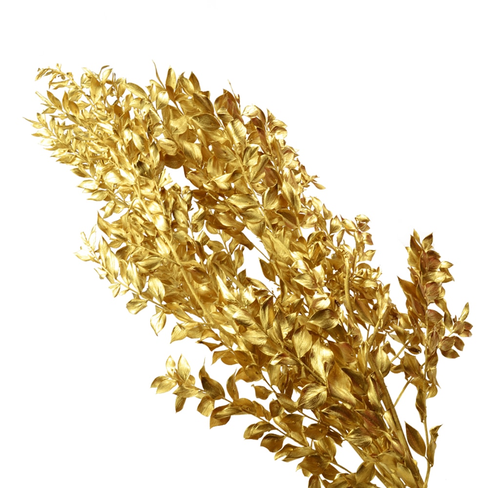 ruscus preservee dore ruscus preservee dore
