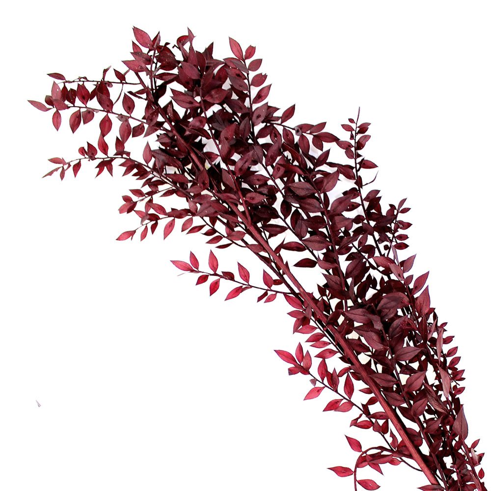 ruscus preservee grenat ruscus preservee grenat