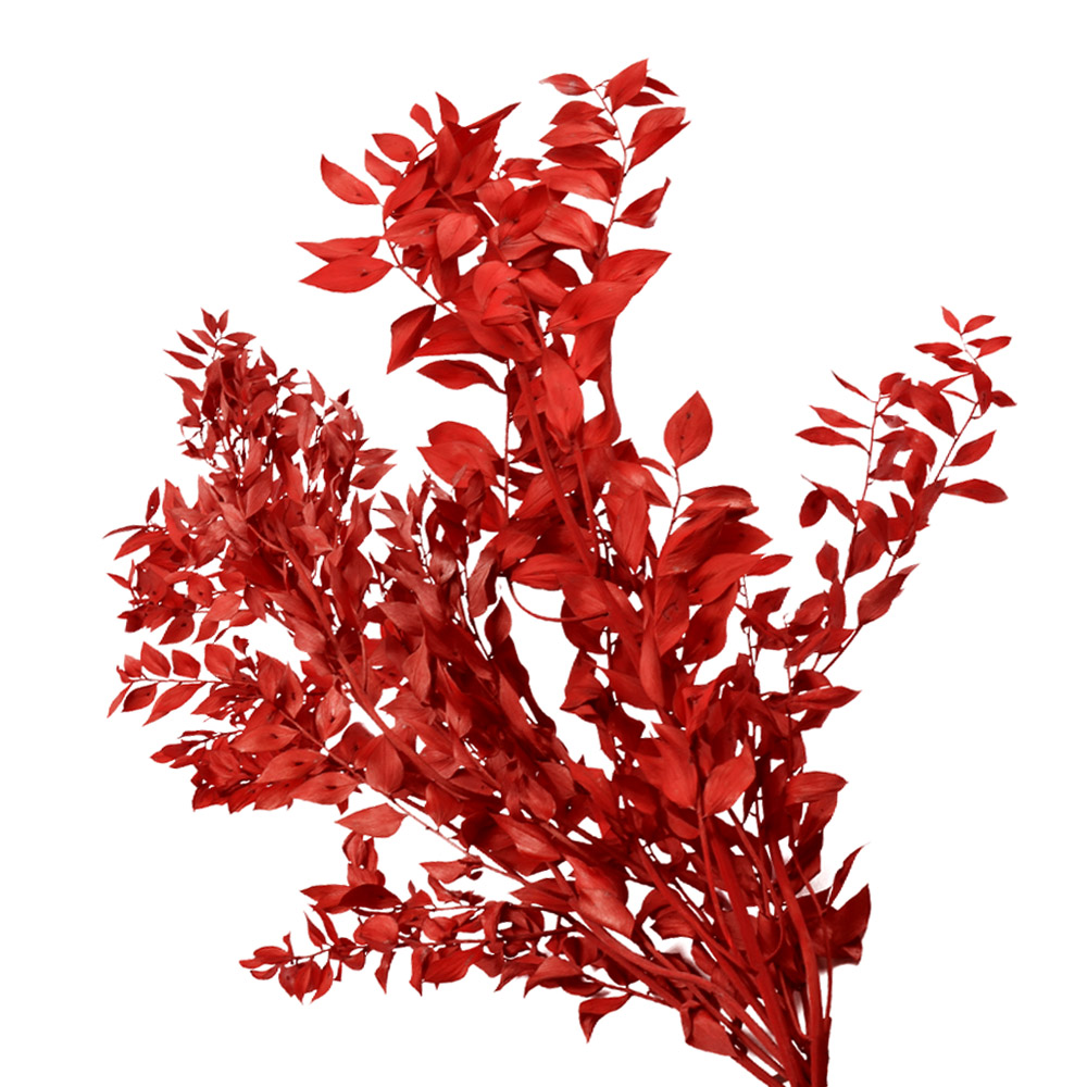 ruscus preservee rouge ruscus preservee rouge