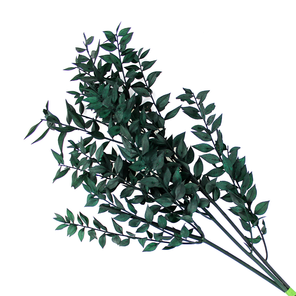 ruscus preservee vert hooker ruscus preservee vert hooker