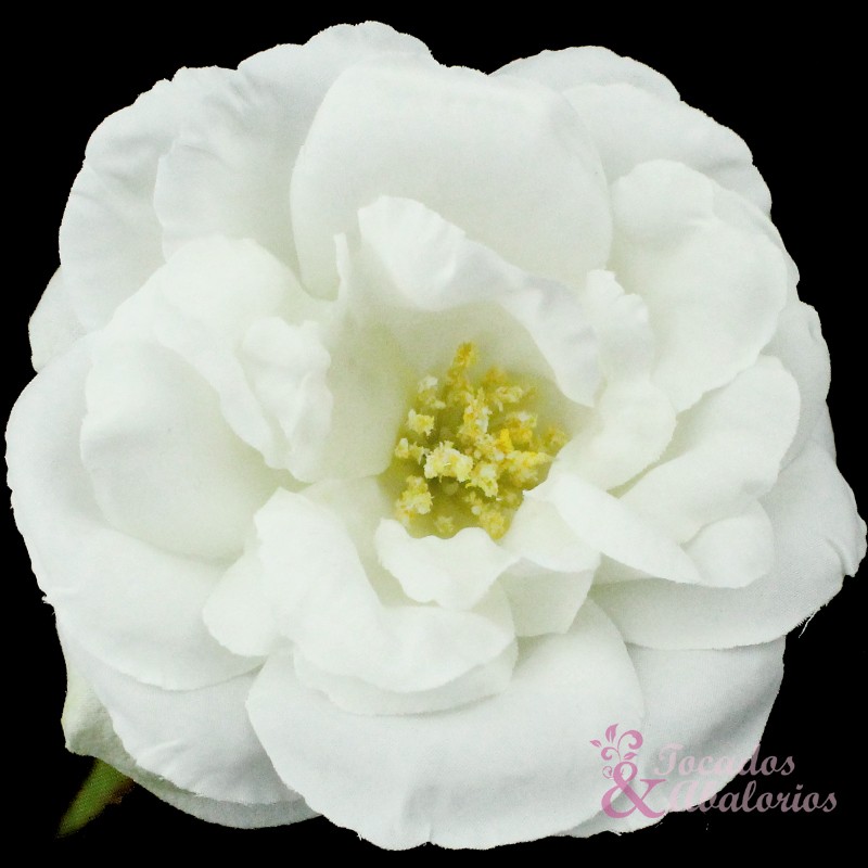 Rosa 10 cm. Rosa 10 cm.