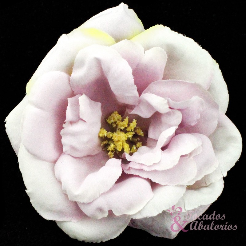 Rosa 10 cm. Rosa 10 cm.