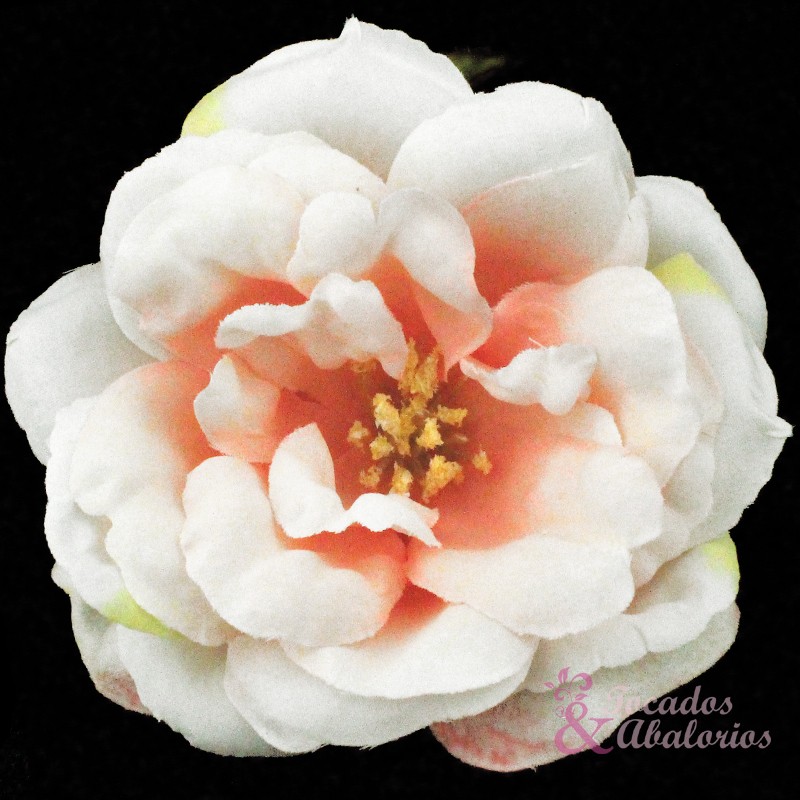 Rosa 10 cm. Rosa 10 cm.