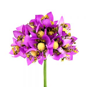 BOUQUET 12 FLEURS 10X08CM bougainvillea