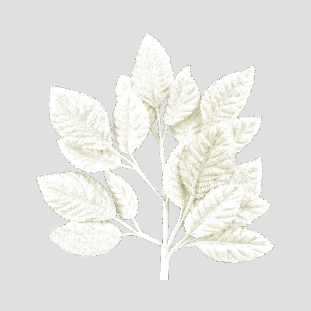BOUQUET FEUILLES VELOURS 21CM ecru BOUQUET FEUILLES VELOURS 21CM ecru