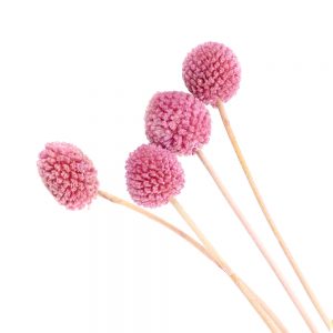 CRASPÉDIA PRÉSERVÉE 4 UNITÉS roseblush