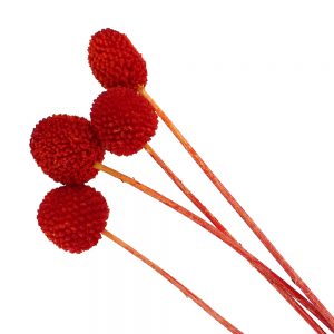 CRASPÉDIA PRÉSERVÉE 4 UNITÉS rouge