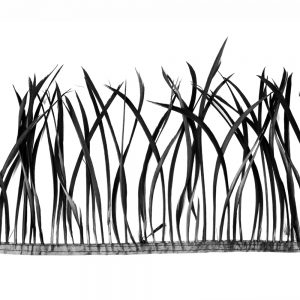 GALON PLUMES OIE noir