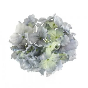 HORTENSIA FRISÉE gris