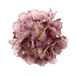 HORTENSIA FRISÉE mauve
