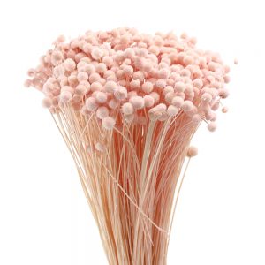 MINI BOTAO PRÉSERVÉ rosenude