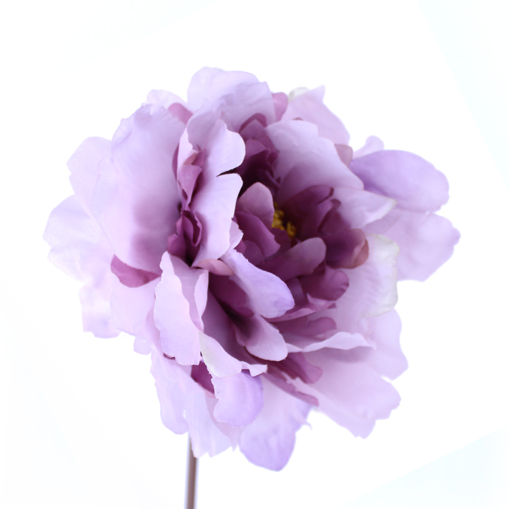 PIVOINE AMBER 14CM lilas i