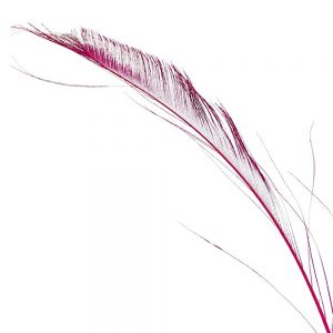 PLUME ÉPÉE 30CM bougainvillea
