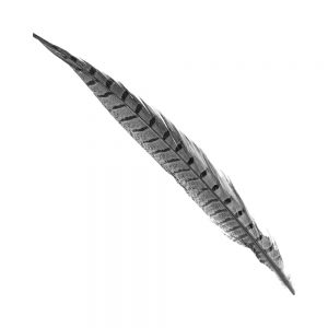 PLUME FAISAN 30 35CM grisargente