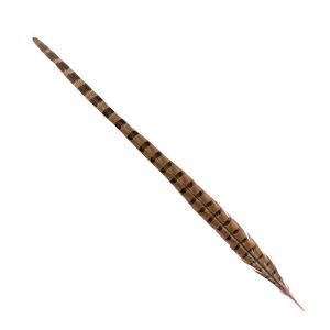 PLUMES FAISAN 50 55CM grisclair