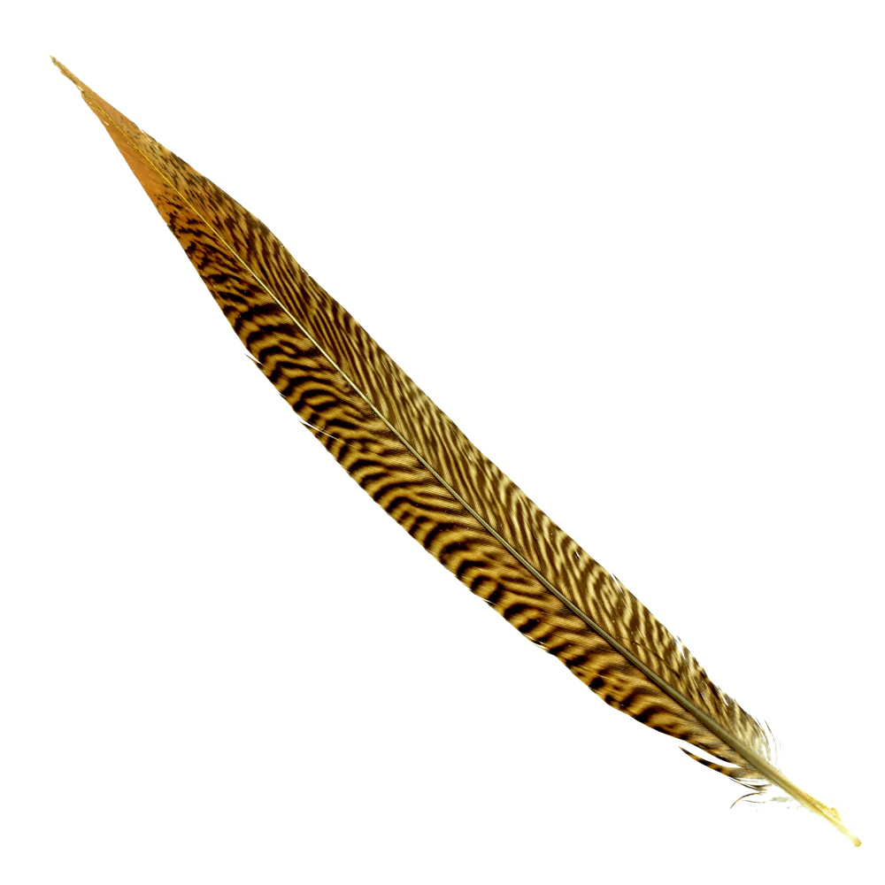 Pluma faisán dorado 25 30 CM Pluma faisán dorado 25 30 CM
