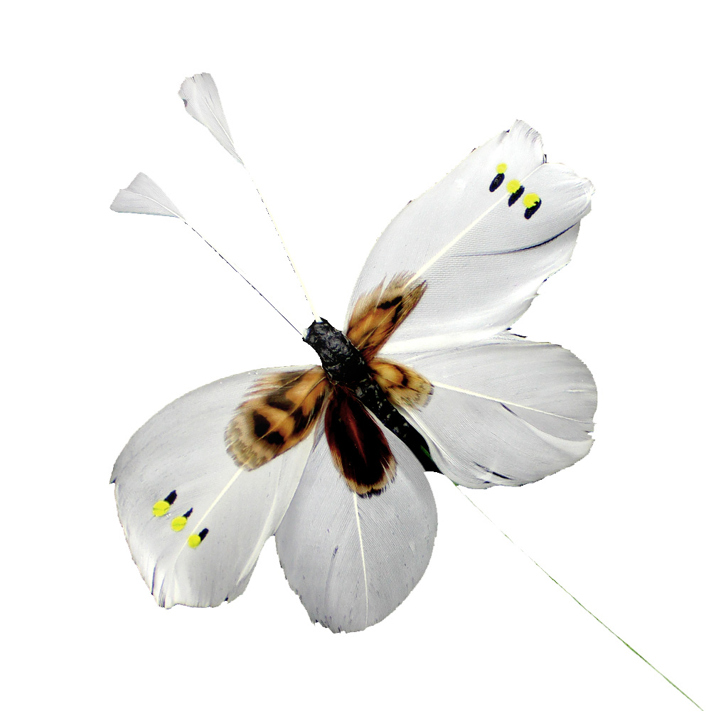 antenne plume de papillon blanc antenne plume de papillon blanc