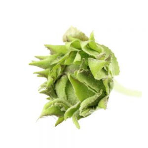 bouton de fleur ferme