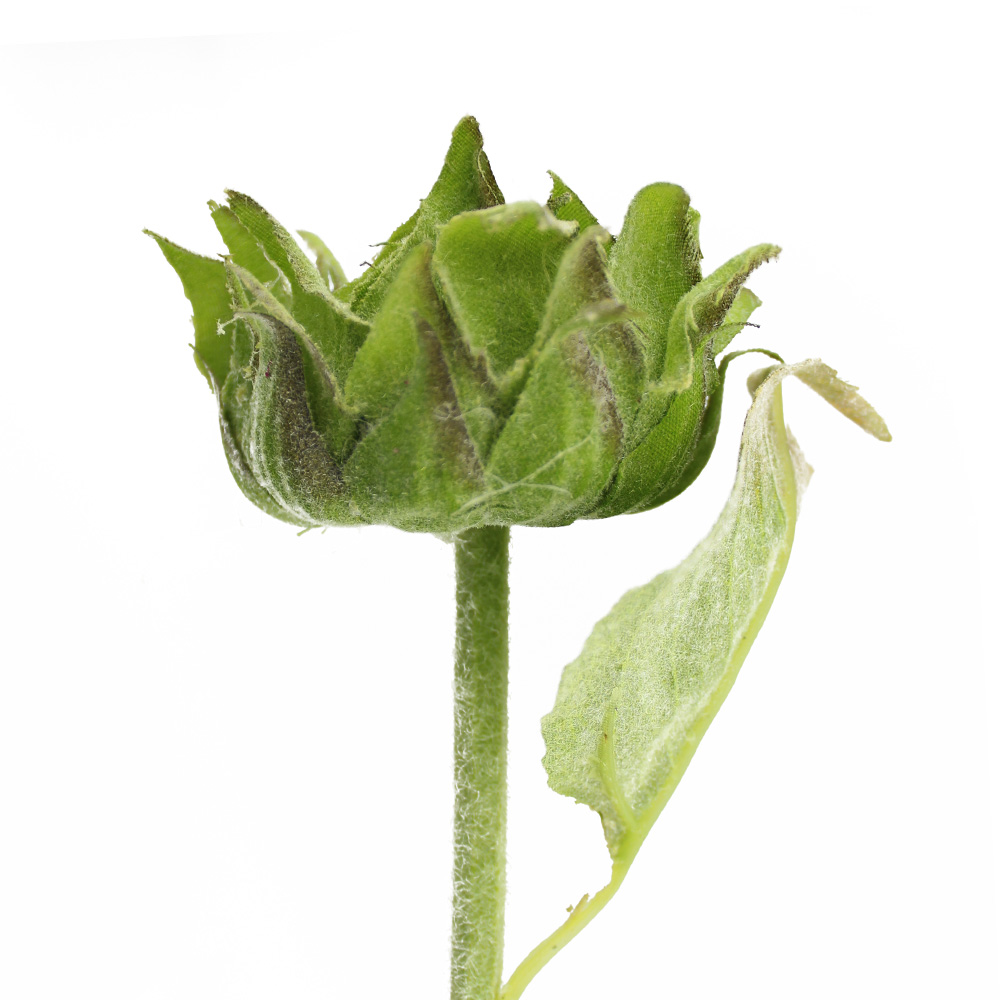 bouton de fleur ferme vert bouton de fleur ferme vert