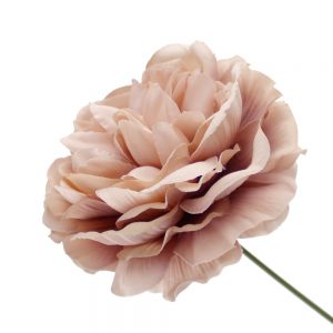 fleur amanda rose nude