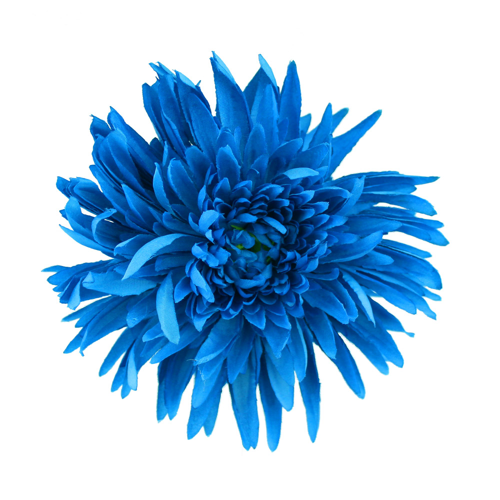 fleur chrysantheme bleu klein fleur chrysantheme bleu klein