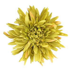 fleur chrysantheme vert clair