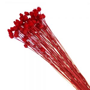 jazilda preservee rouge