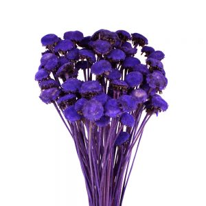 pali pala preservee violet