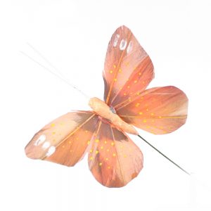 papillon colias orange
