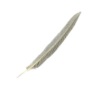 plume zebre