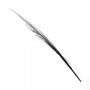 plume brulee faisan noir