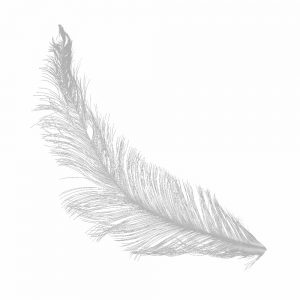 plume coq brulee gris argente
