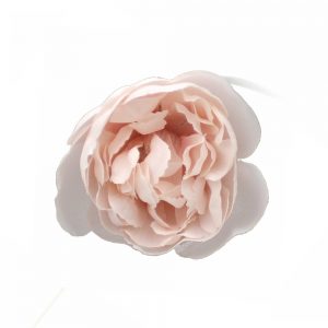 renoncule 05cm rose