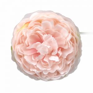 renuncule 07cm rose
