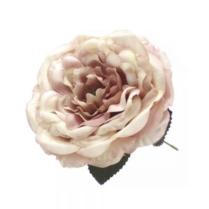 rose evelyn 14cm rose degrade