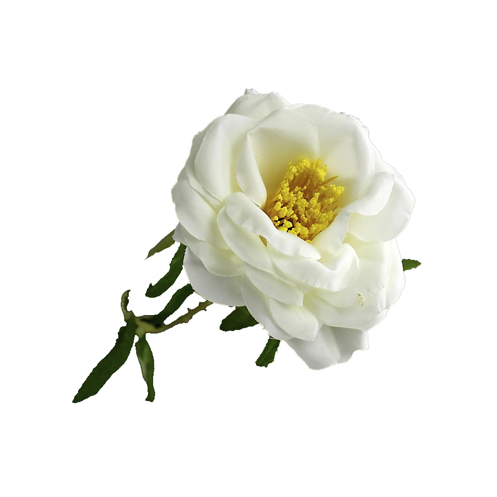 rose nancy 08cm blanc rose nancy 08cm blanc